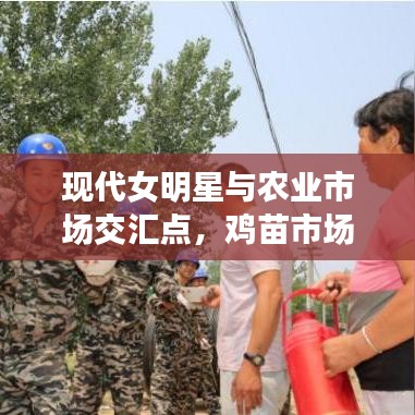 现代女明星与农业市场交汇点，鸡苗市场新动态揭秘