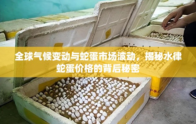 全球气候变动与蛇蛋市场波动，揭秘水律蛇蛋价格的背后秘密