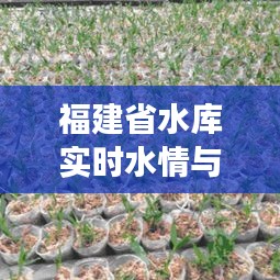 福建省水库实时水情与石斛种植价格的关系解析