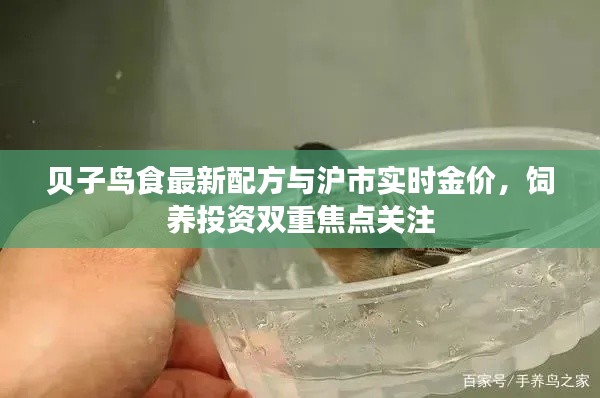 贝子鸟食最新配方与沪市实时金价,饲养投资双重焦点关注