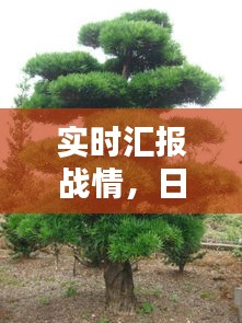 实时汇报战情,日本松树价格