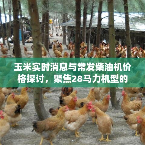 玉米实时消息与常发柴油机价格探讨，聚焦28马力机型的市场动态与价格分析