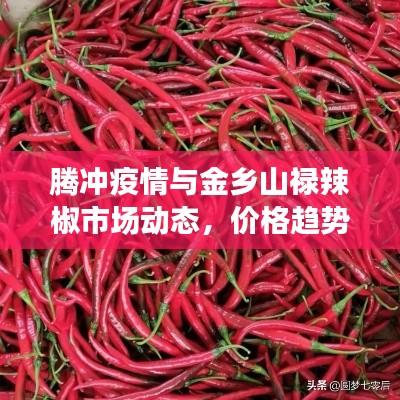 腾冲疫情与金乡山禄辣椒市场动态,价格趋势与一线动态分析