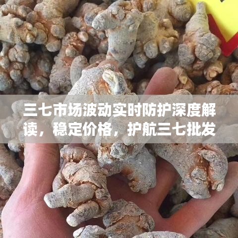三七市场波动实时防护深度解读，稳定价格，护航三七批发市场安全。