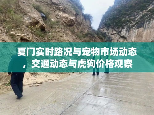 夏门实时路况与宠物市场动态，交通动态与虎狗价格观察