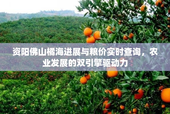 资阳佛山橘海进展与粮价实时查询,农业发展的双引擎驱动力