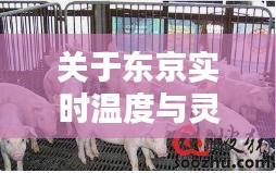 关于东京实时温度与灵寿肥猪价格的探讨