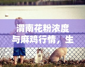 渭南花粉浓度与麻鸡行情，生态与经济双重焦点关注