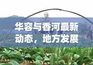 华容与香河最新动态,地方发展步伐与拆并村变化揭秘