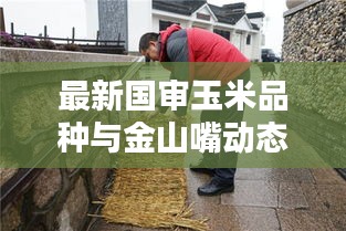 最新国审玉米品种与金山嘴动态报道